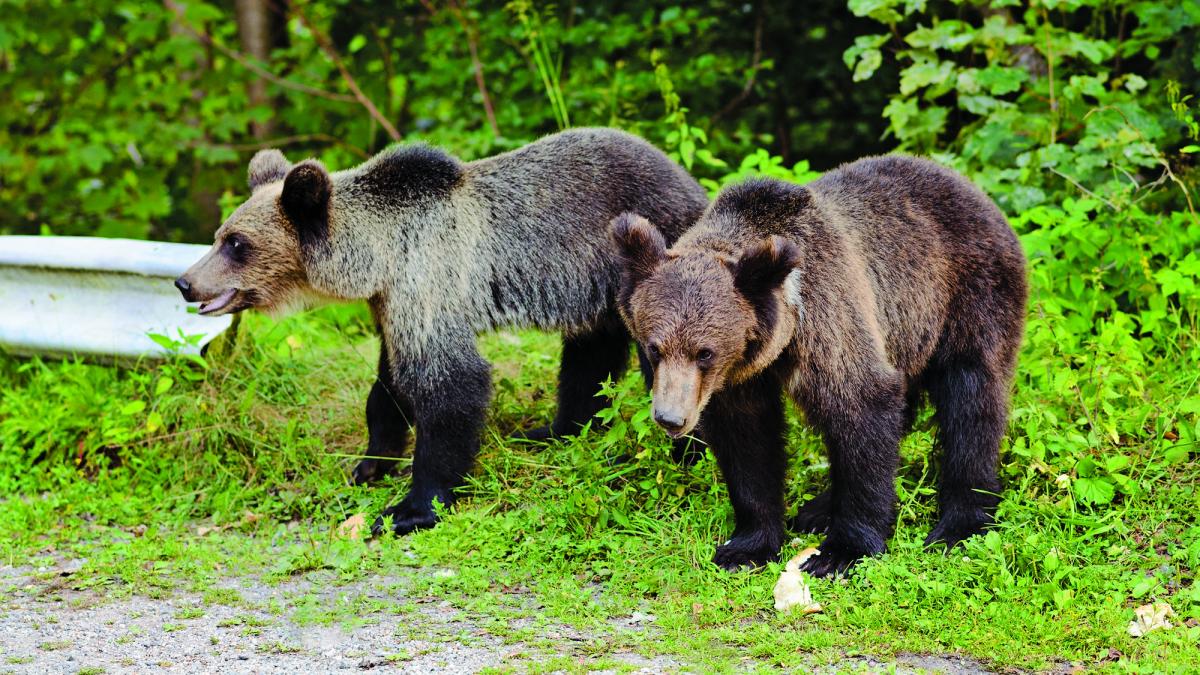 Ordin de împușcare a ursului care se „mutase” la Găești