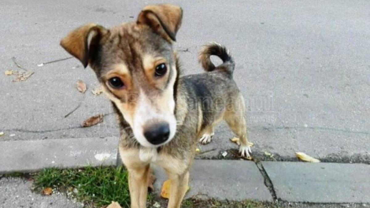 Unde sunt autoritățile. Un câine, dat afară din curte de stăpân, stă în fața porții răbdând de foame și sete