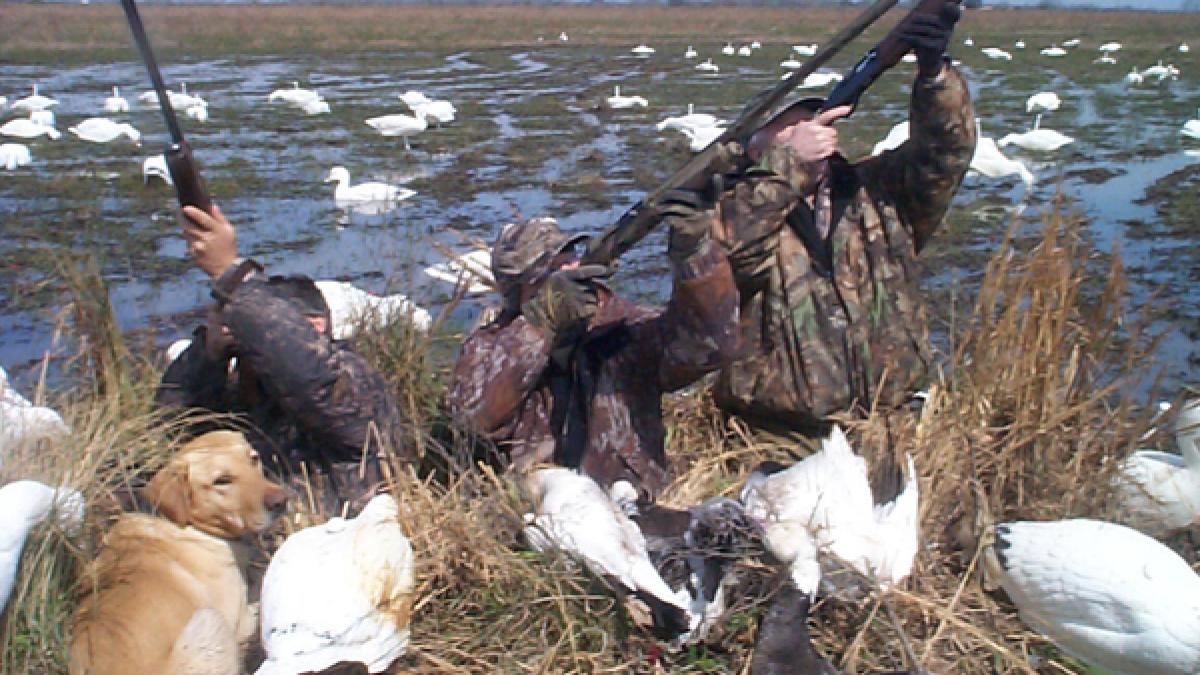 Trei italieni prinşi în timp ce împuşcau raţe în Delta Dunării