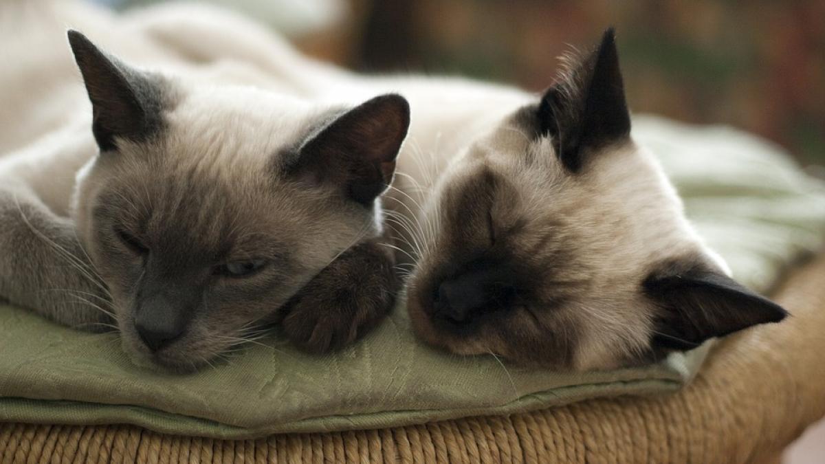 Expoziție de feline la Romexpo