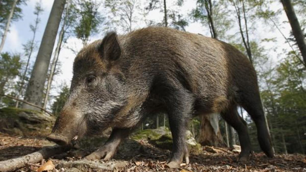 Alertă în Prahova! Cioban atacat de un mistreţ în comuna Poseşti