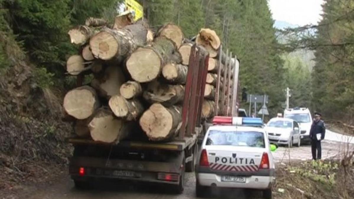 Clipe de coşmar pentru un pădurar din Mureş! El a fost agresat şi sechestrat de persoane surprinse în timp ce tăiau ilegal arbori
