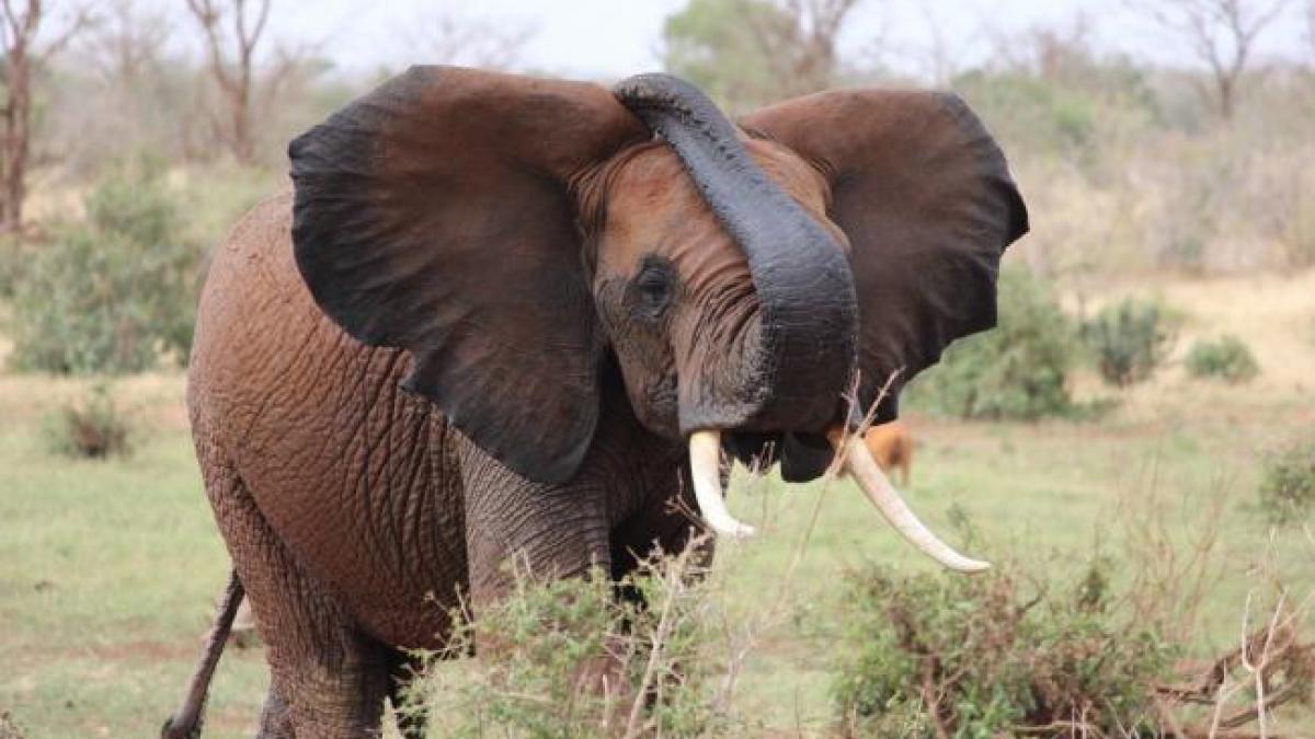Incident dramatic în Zambia! Doi turişti au fost ucişi de un elefant în timp ce participau la un safari
