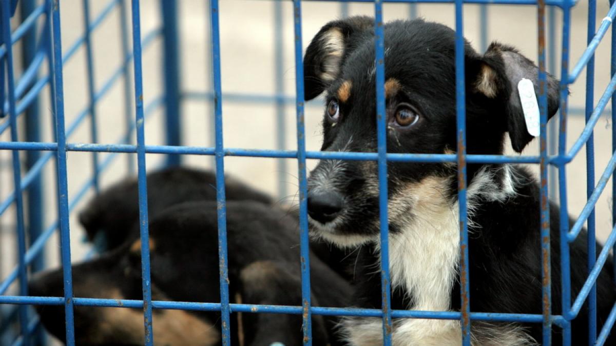 Premieră în țara noastră - Un bărbat a fost condamnat la închisoare pentru uciderea unui animal