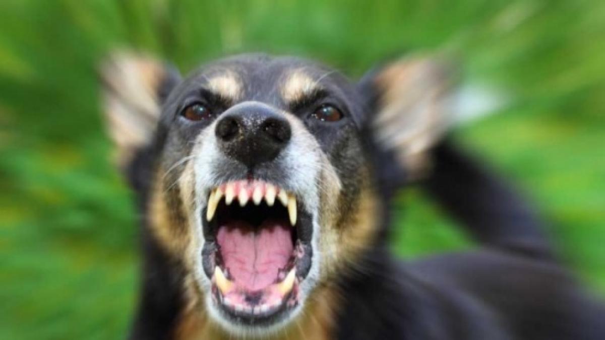 Incident dramatic în Târgu Jiu! O fetiţă riscă să rămână fără vedere la un ochi după ce a fost mutilată de un câine maidanez