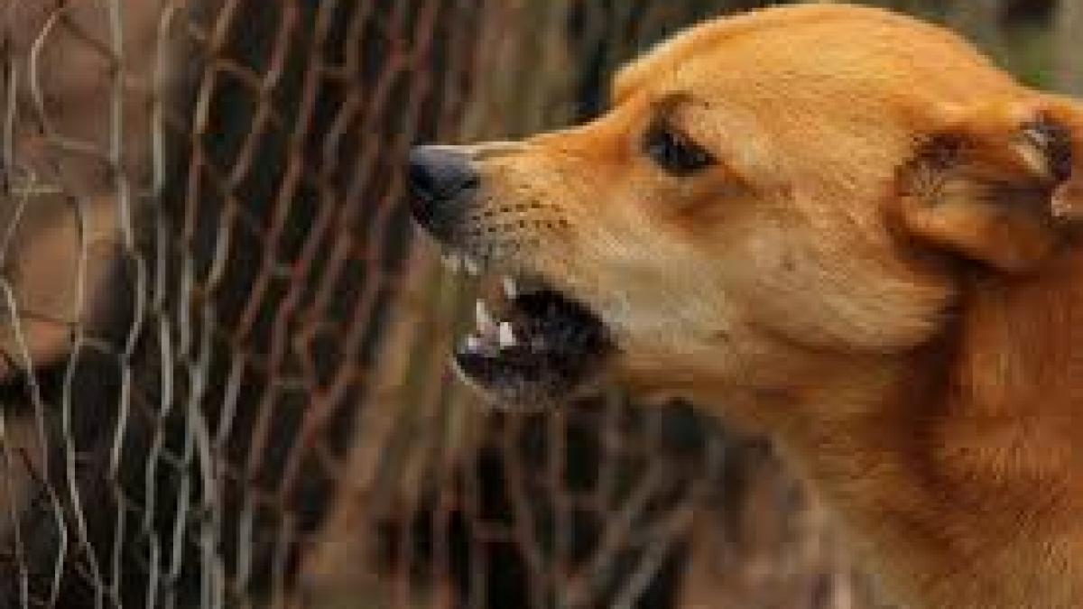 Femeie desfigurată după ce a fost muşcată de câine