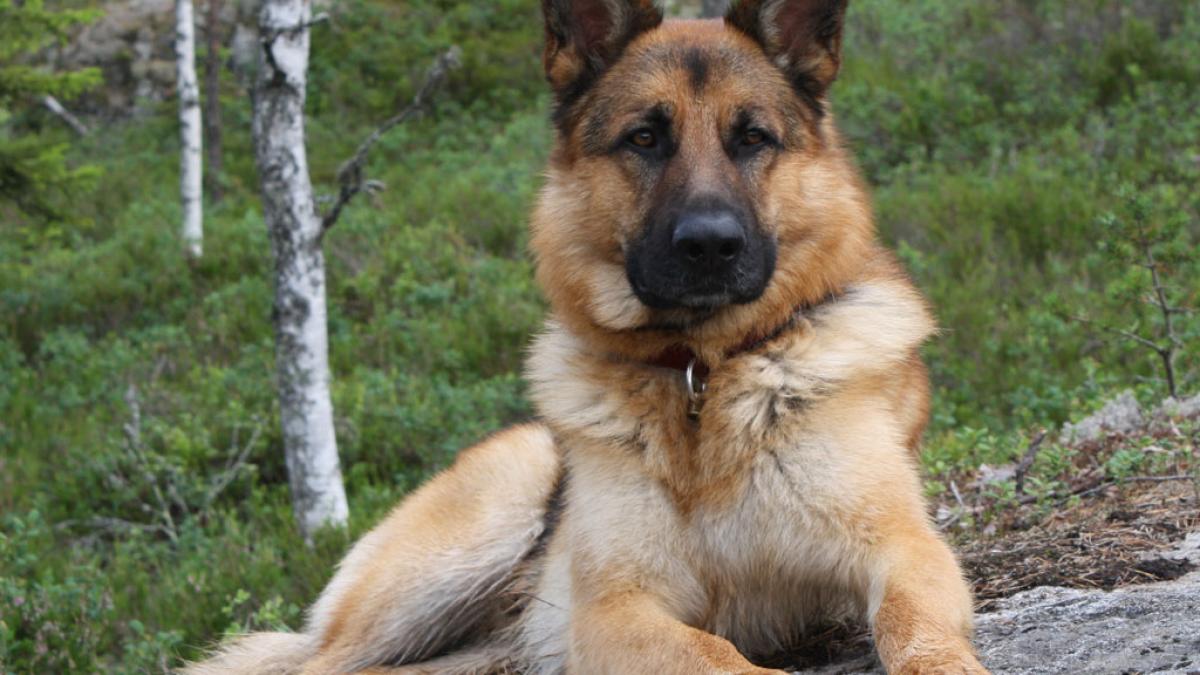 Incident revoltator! Un angajat al Serviciului de Ambulanţă Prahova a fost de muşcat de un ciobănesc în timpul unei intervenţii