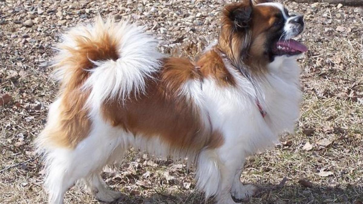  Incident sângeros la Oneşti! Un bărbat a ucis câinii vecinului său cu o sabie după o ceartă cu proprietarul animalelor
