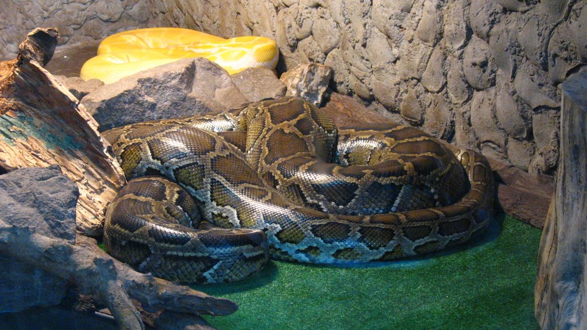 Thailanda. Un piton de 3 metri a omorât un bărbat