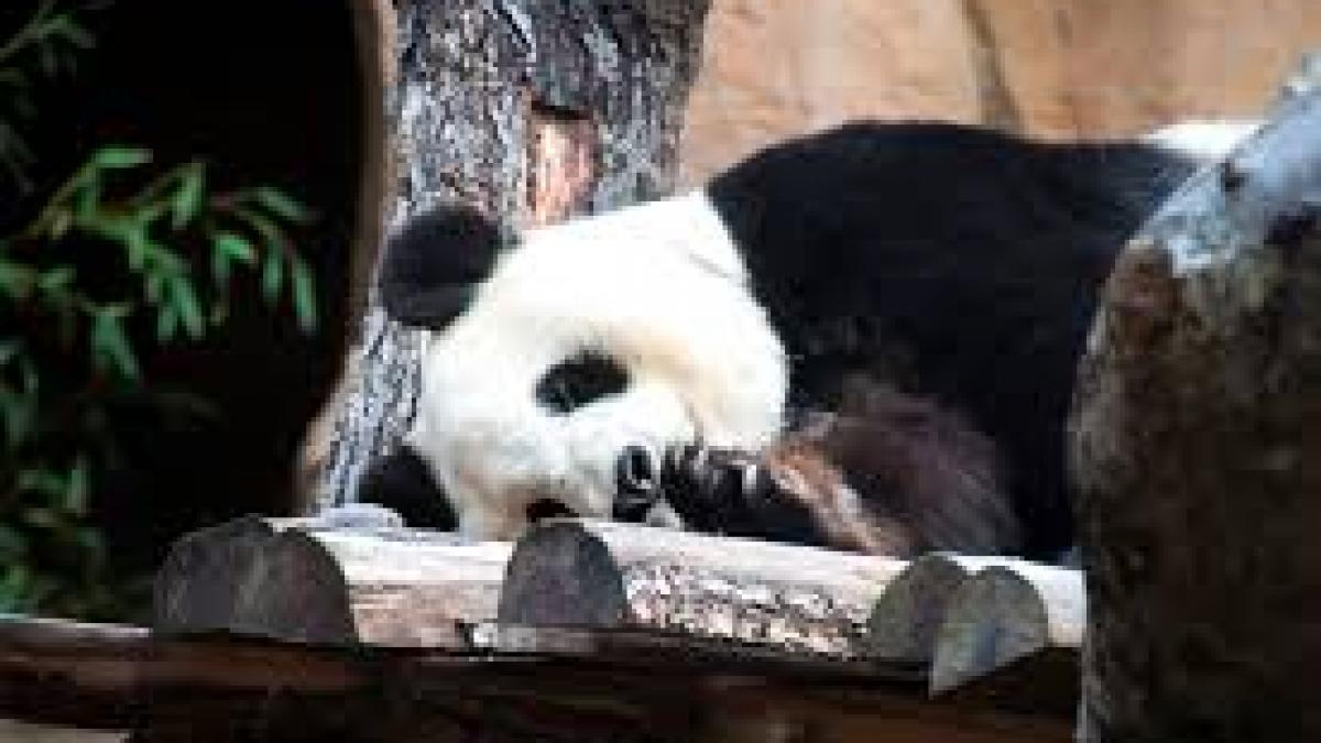 Brigitte Macron "a botezat" un pui de panda