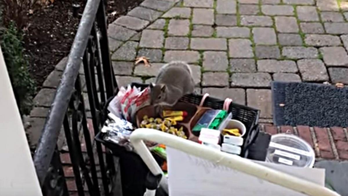 video o veverita pofticioasa fura ciocolata lasata la usa pentru angajatii firmelor de curierat