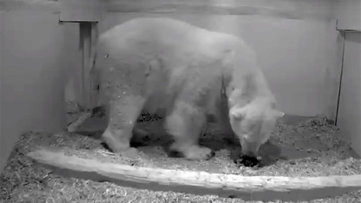 video gradina zoologica din berlin are un pui de urs polar nou nascut