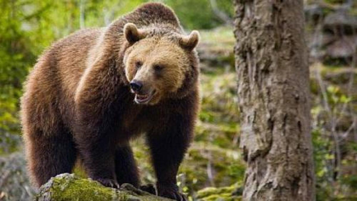 Situaţie alarmantă la Braşov! Ursul care vine la cabana Postăvarul a rupt poarta de la garajul Salvamont din zonă