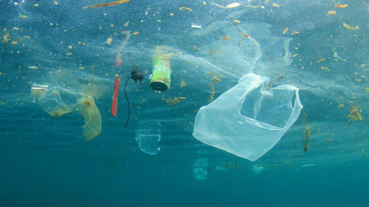 Efectul de bumerang al poluării. Midiile de pe Terra sunt contaminate cu plastic