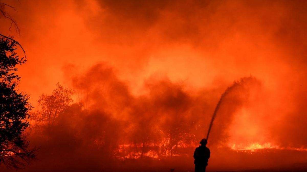 Treisprezece maimuţe au murit într-un incendiu dintr-un parc safari din Anglia