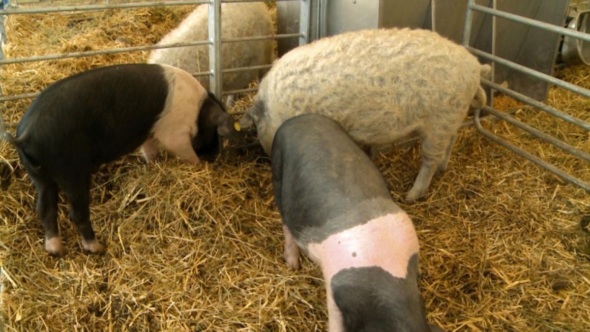 Ministerul Agriculturii oferă gratis purcei crescătorilor ca sprijin financiar