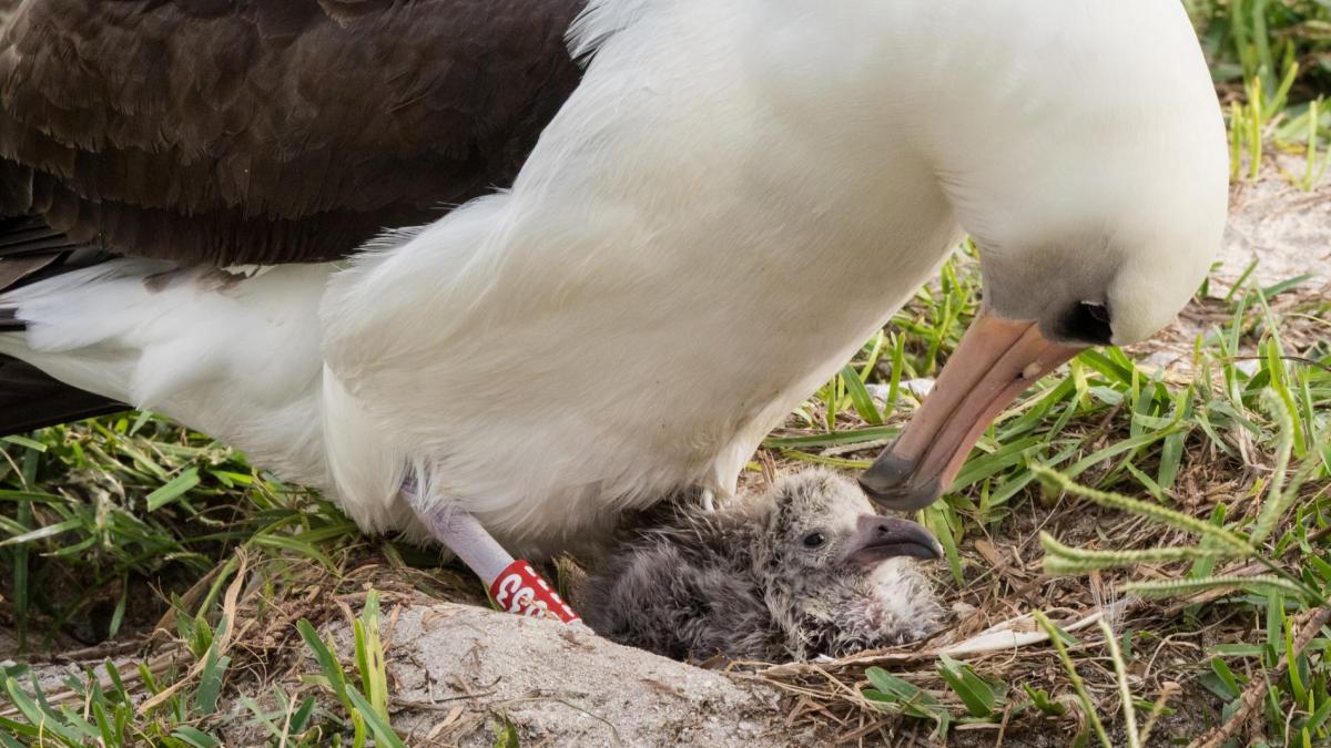 Cel mai bătrân albatros din lume are 67 de ani și încă face pui - Video
