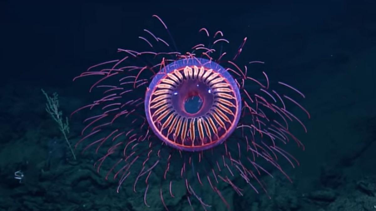 video o meduza ca un foc de artificii descoperita la adancimea de 1500 m