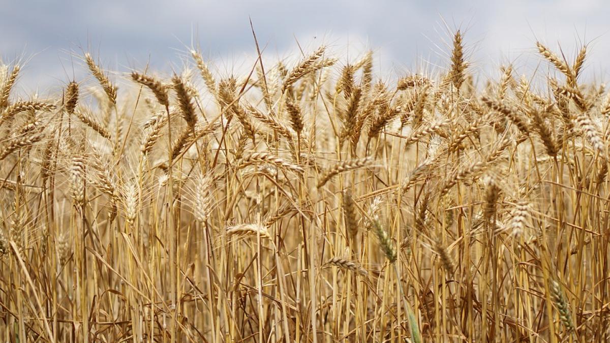 Cultivatorii francezi de grâu îndemnaţi să reducă costurile pentru a fi competitivi