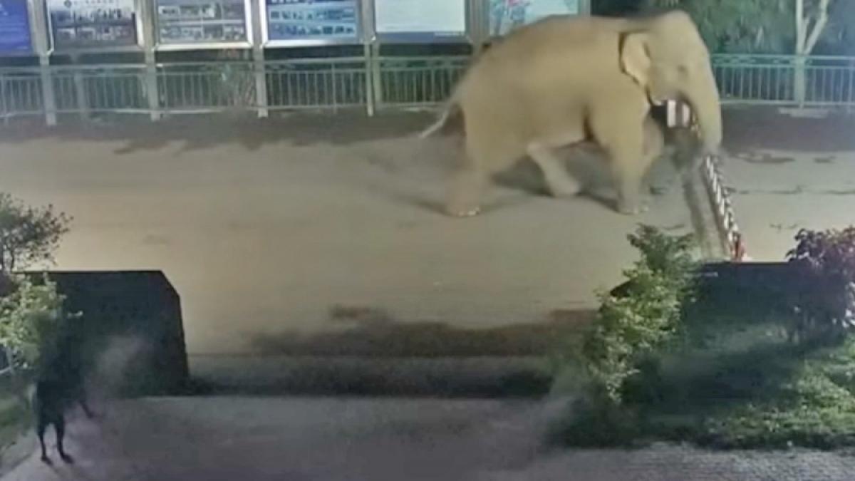 VIDEO - Cum a devenit un elefant imigrant ilegal