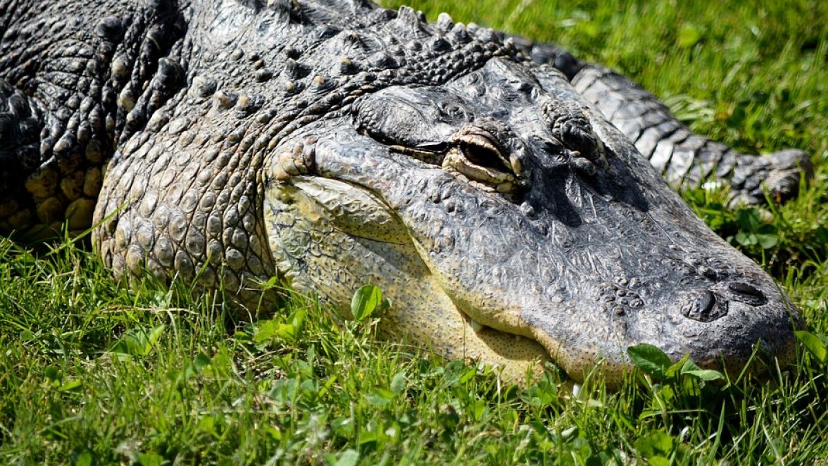 Crocodili şi pitoni vânduţi prin intermediul reţelelor de socializare