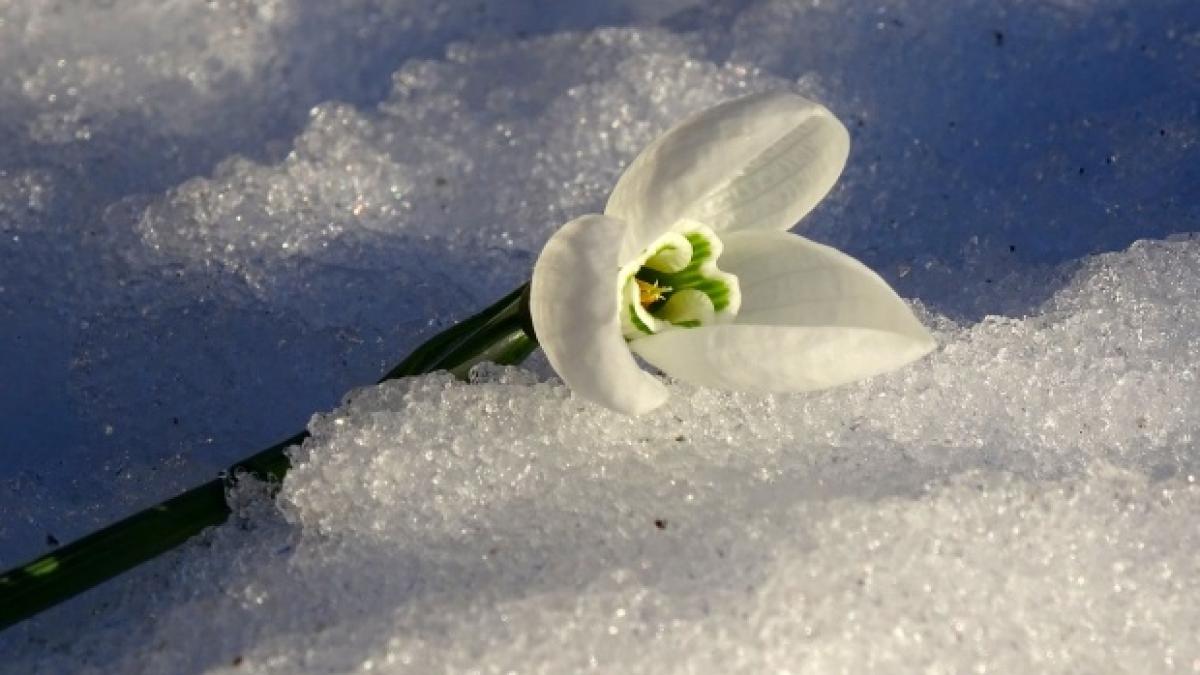 Vine primăvara? Se anunță temperaturi de până la 19 grade