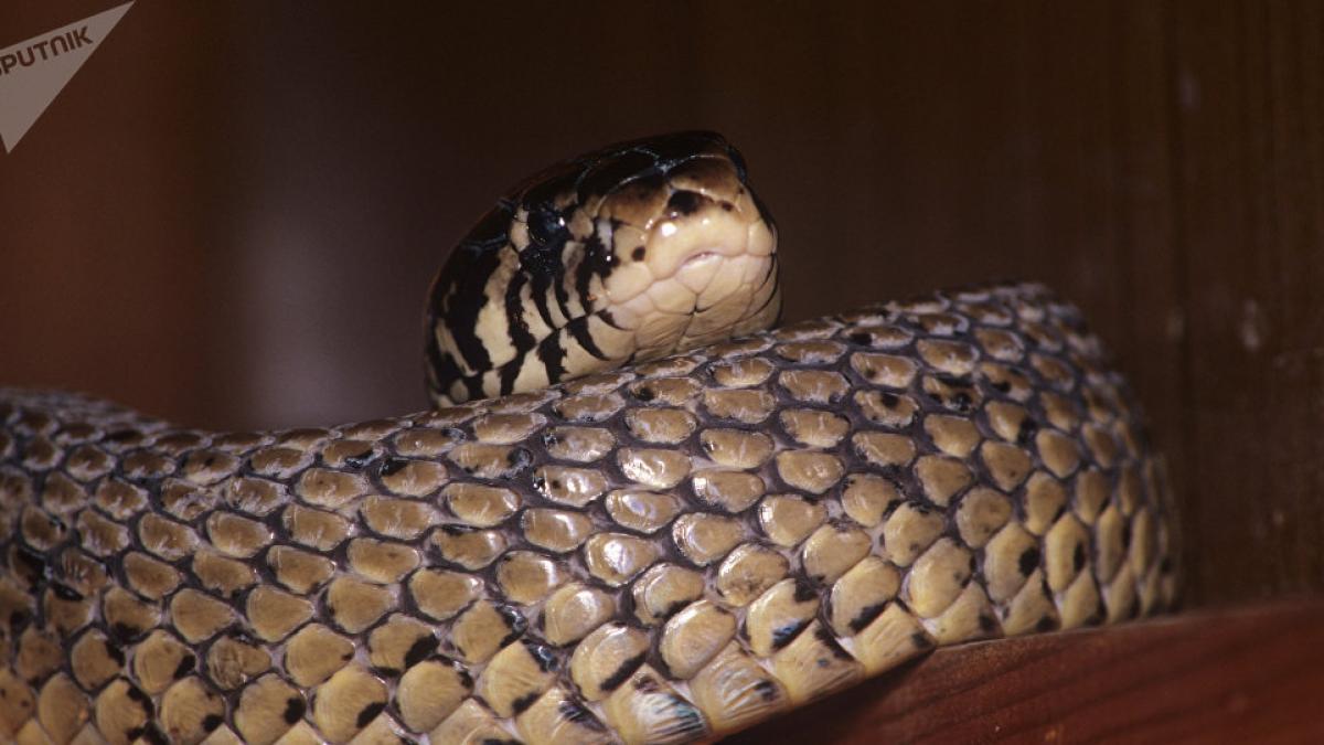 video impresionanta batalie intre o cobra si un piton