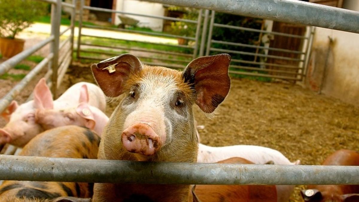 Danemarca are de două ori mai mulţi porci decât oameni