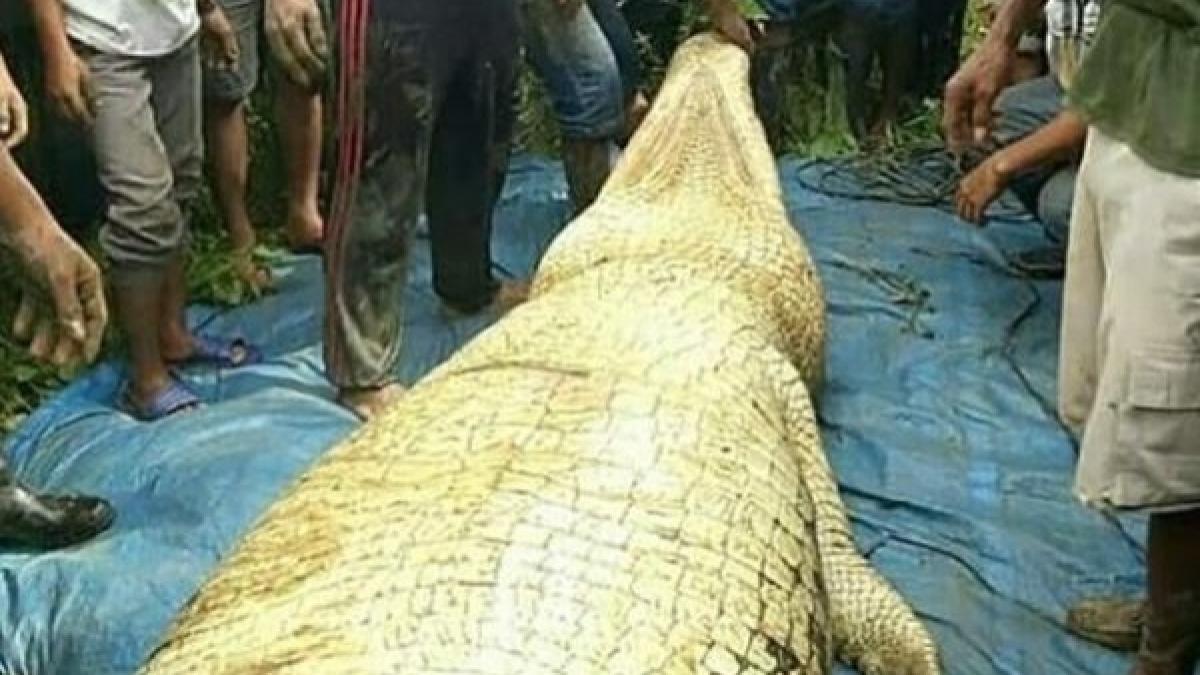 Descoperire sinistră în stomacul unui crocodil