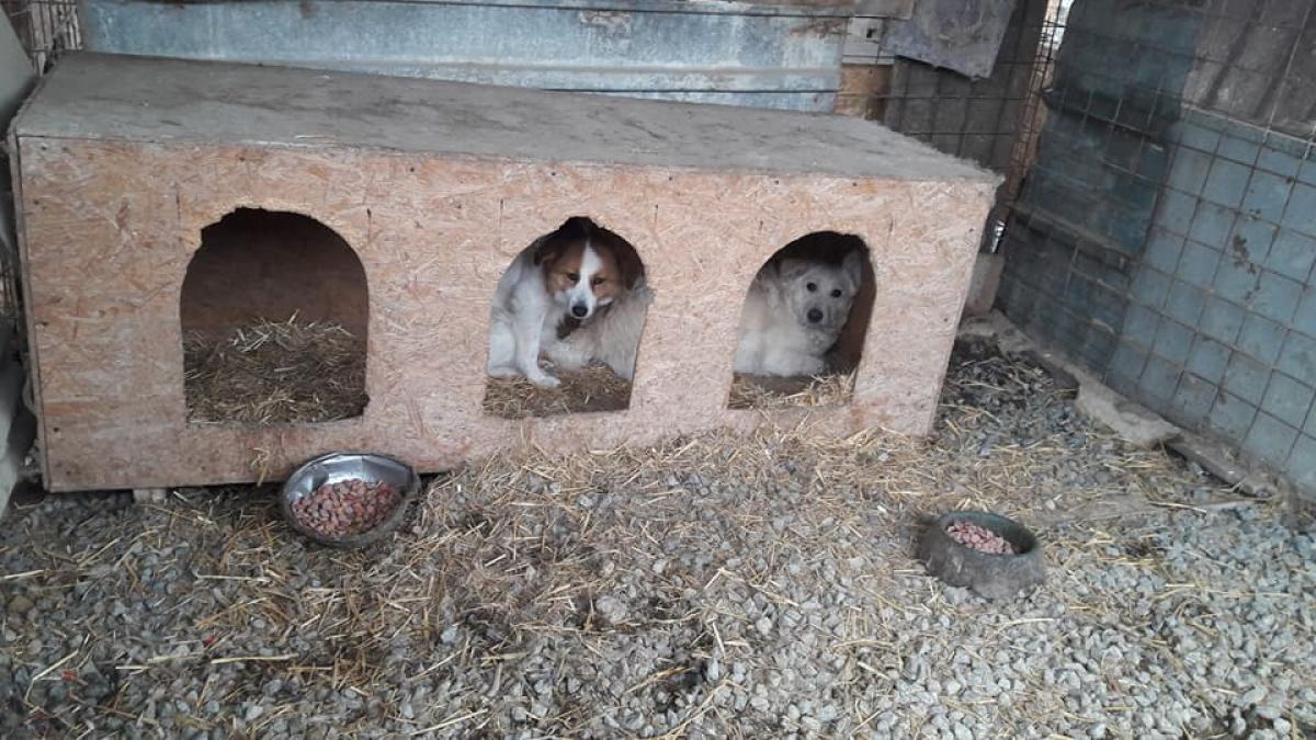 Gerul ucide animalele din adăposturi