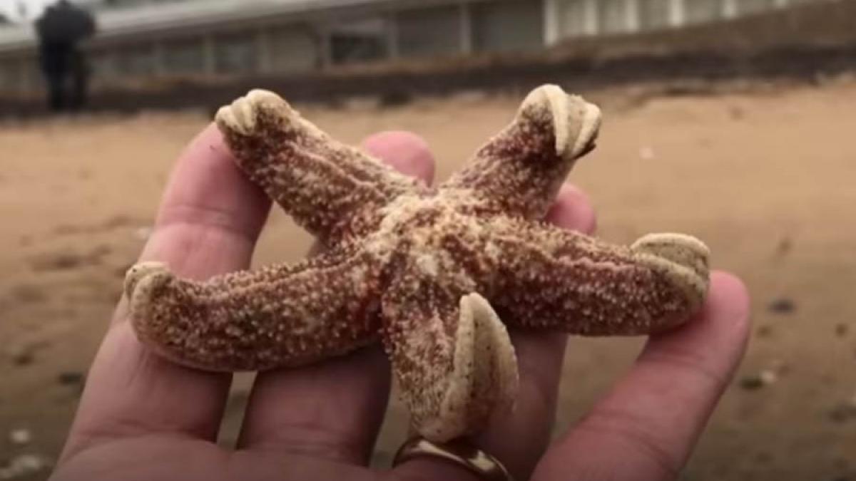 video dezastru ecologic din cauza schimbarii bruste a temperaturii