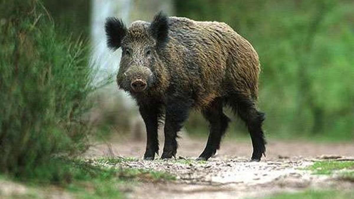 Incredibil! Un bărbat a fost atacat de un mistreţ într-o moschee din Malaezia