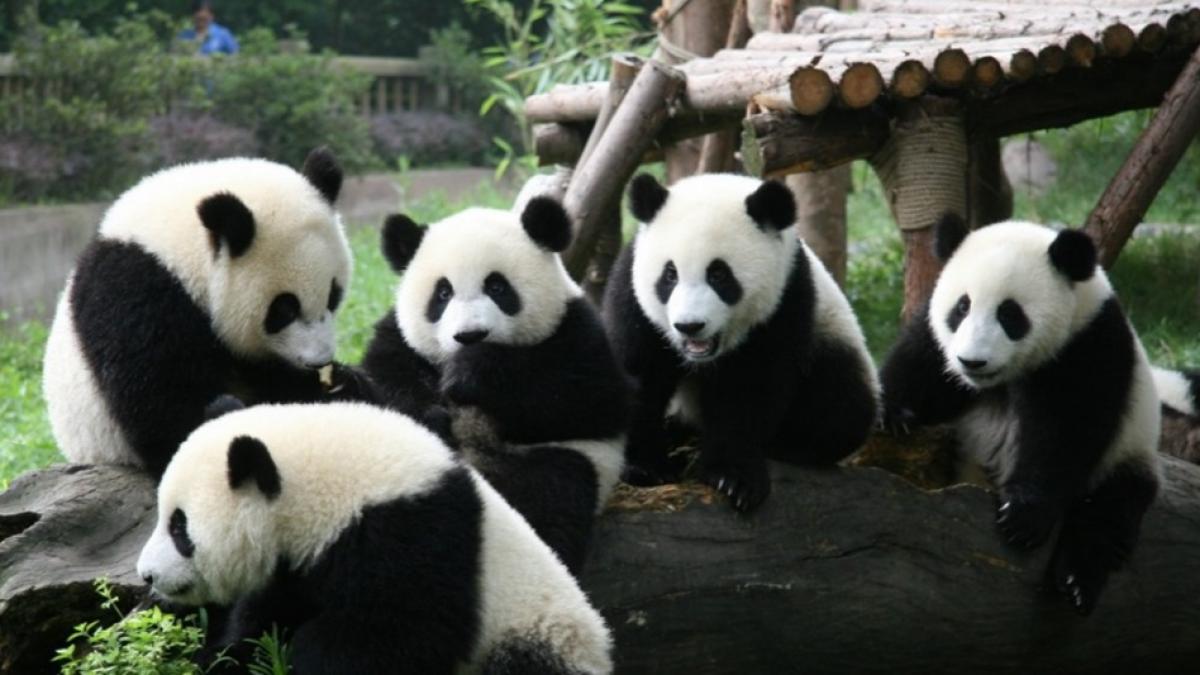 China va înfiinţa un parc uriaş dedicat urşilor panda 
