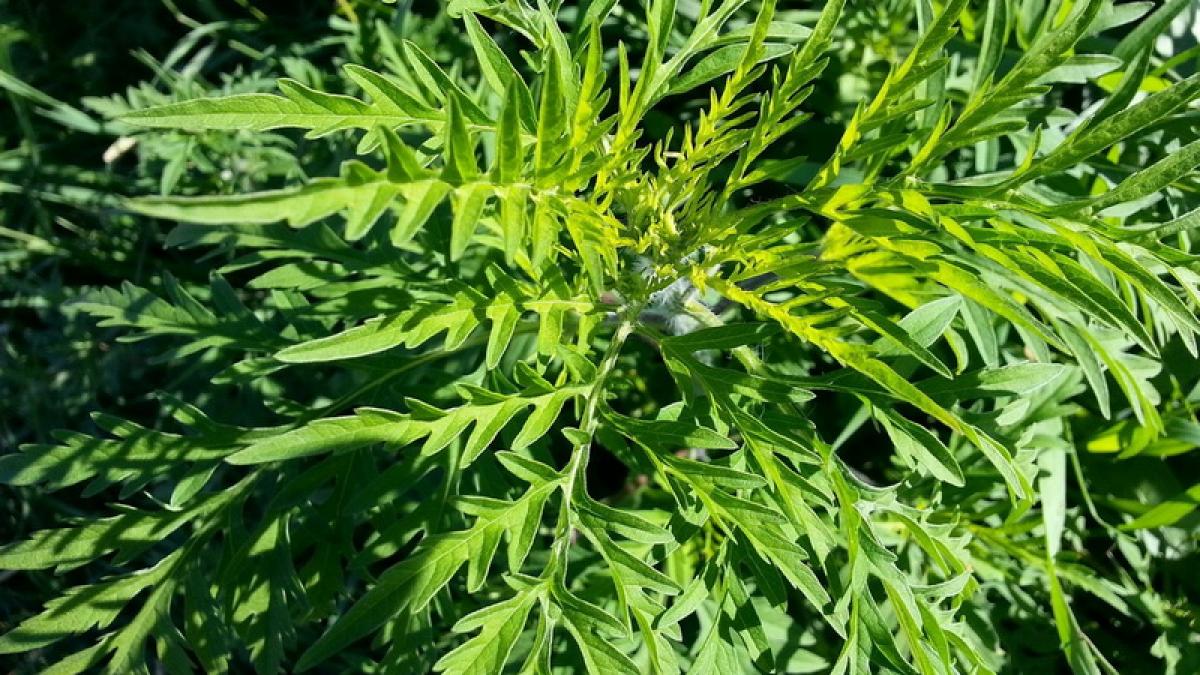 Legea ambroziei vine cu amenzi de  20.000 de lei