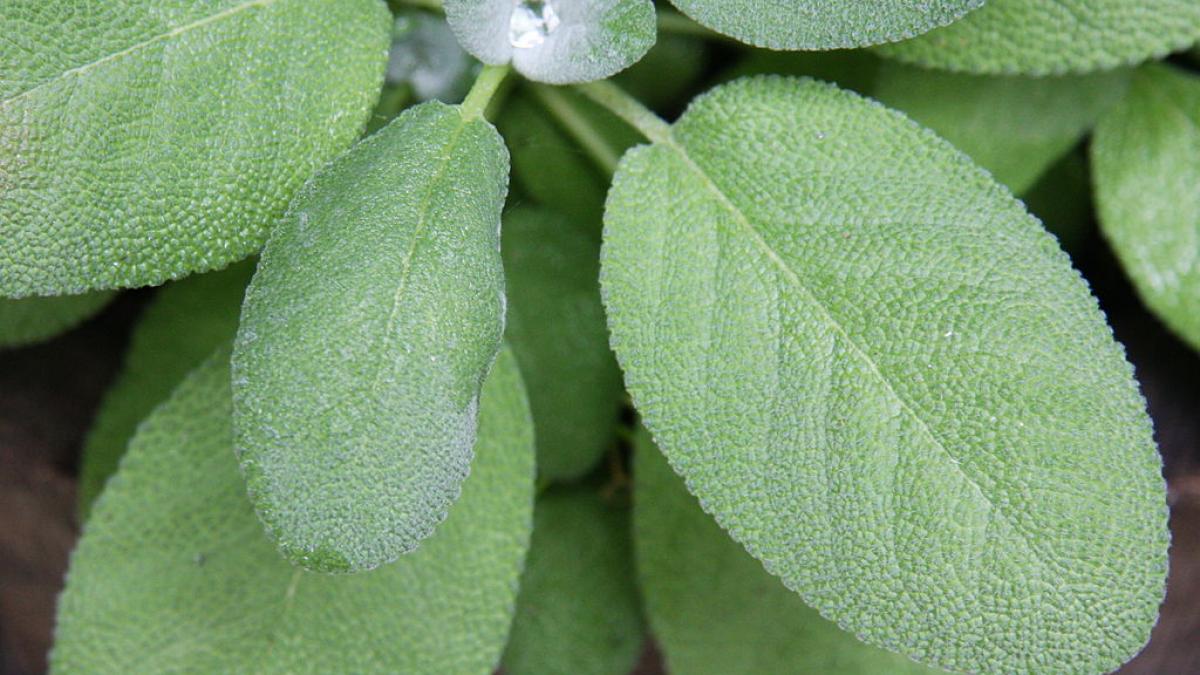 Plantele cu efect anti-inflamator si nu numai!