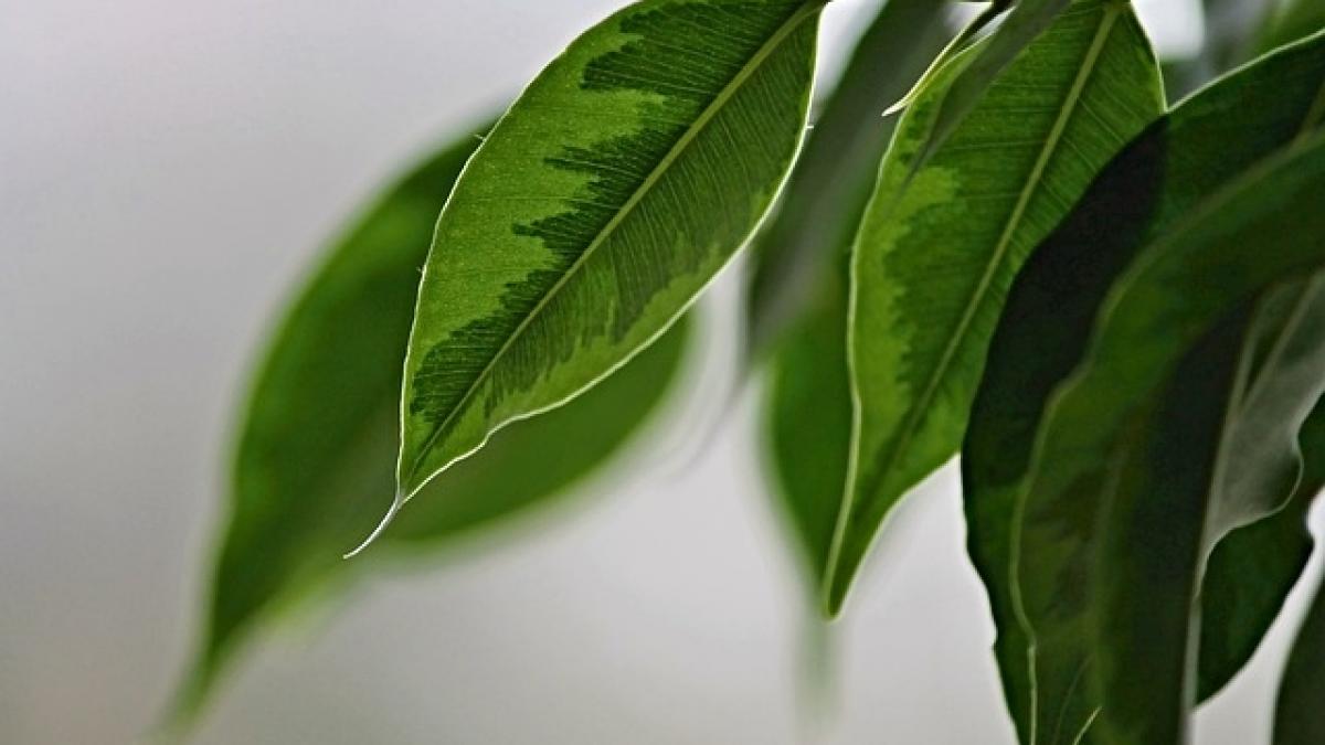 Plantele de interior care te pot ucide!