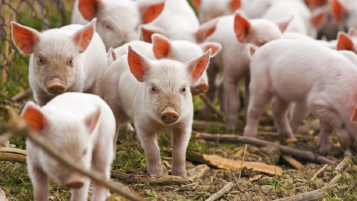 Alertă la Satu Mare! Focar nou de pestă porcină africană, în localitatea Bercu Nou