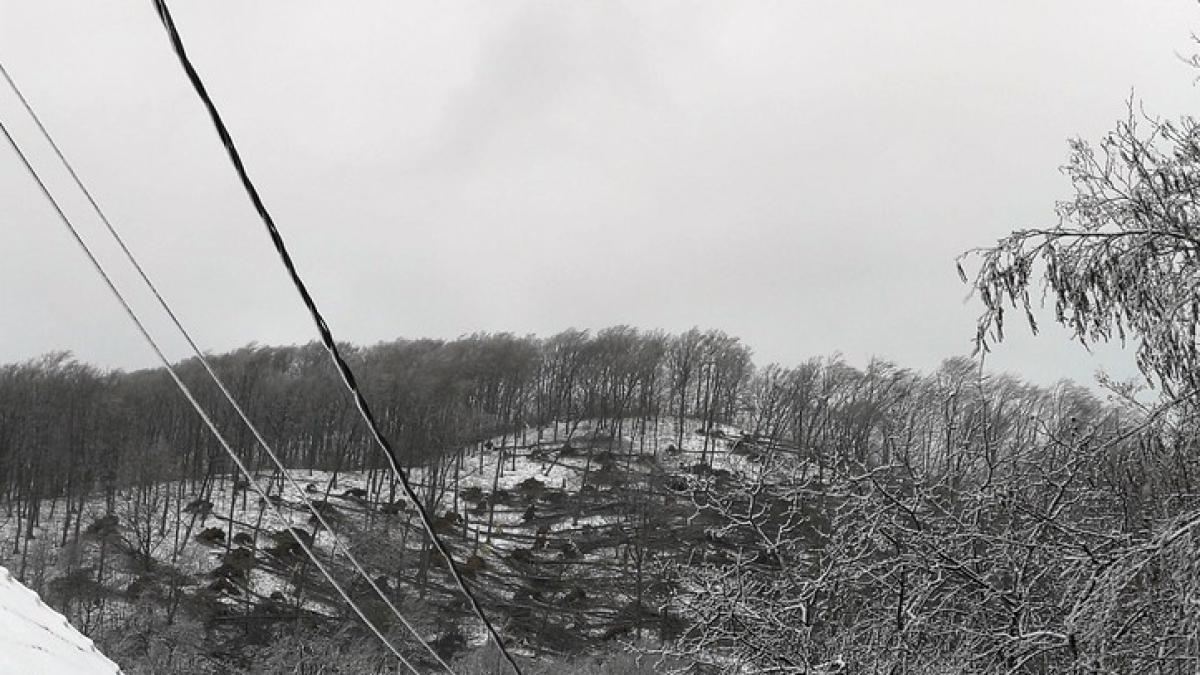 video chiciura si vantul au pus la pamant mai multe hectare de padure in satu mare