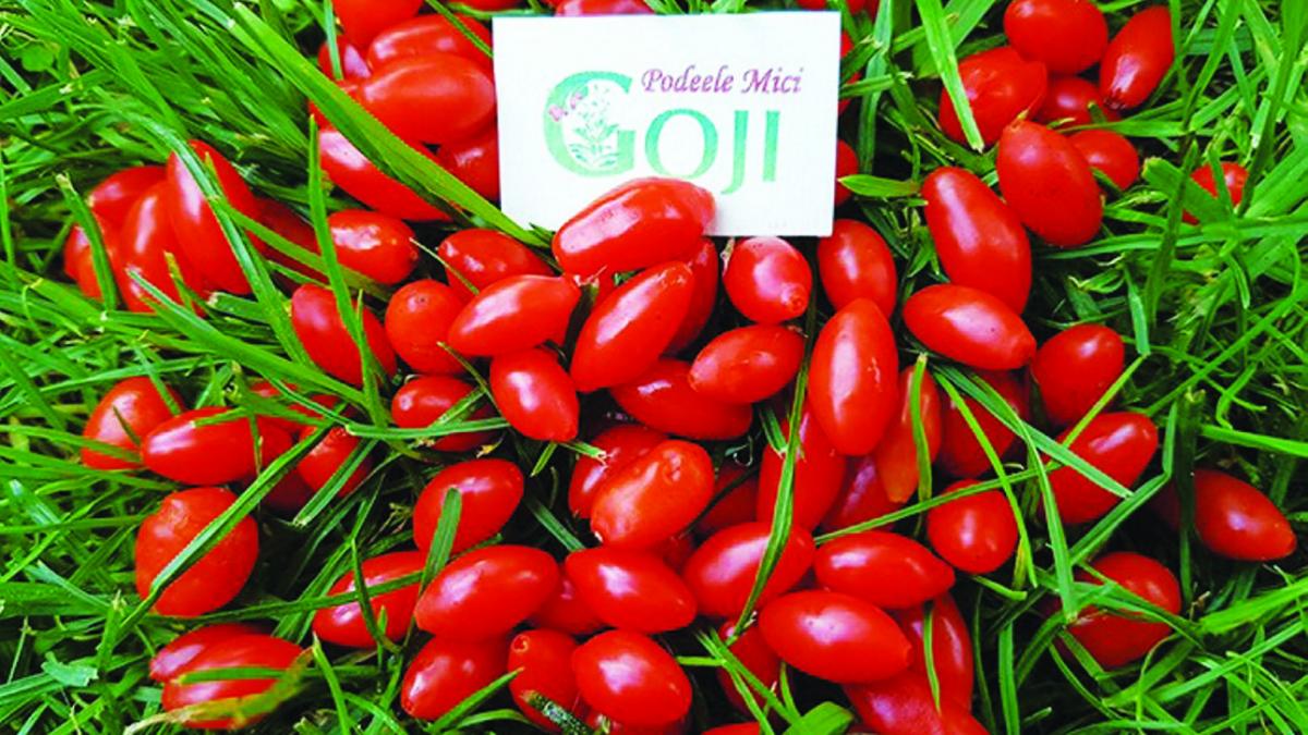 (P) Fonduri europene pentru culturile de goji
