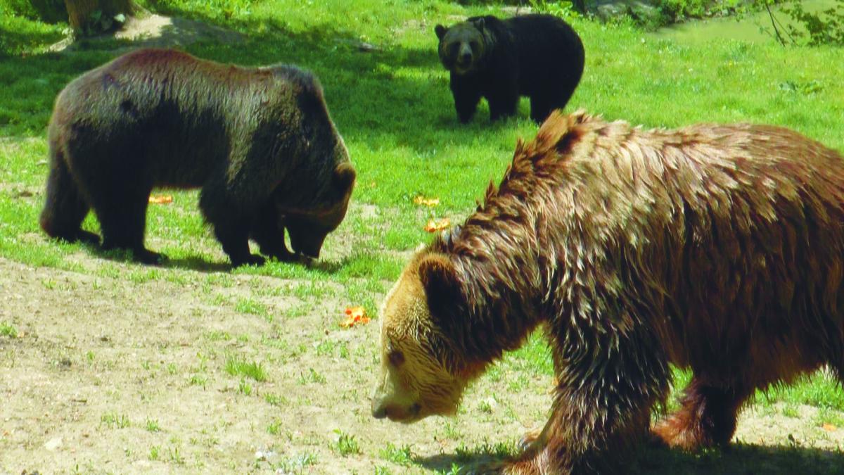 România are prea mulți lei. La zoo