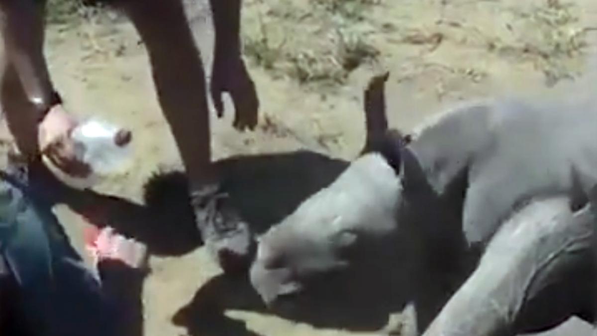 VIDEO - Reacția adorabilă a unui pui de rinocer, atunci când mama lui primește îngrijiri