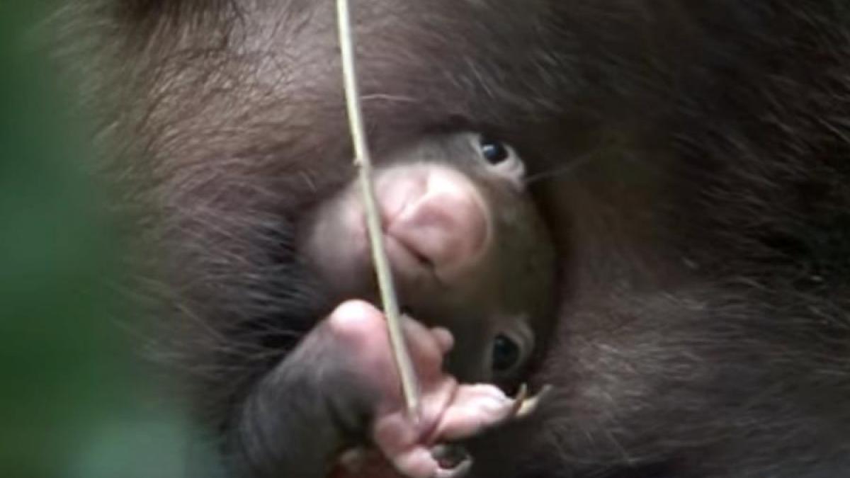 VIDEO - Un pui de wombat face senzație în momentul în care iese din marsupiu