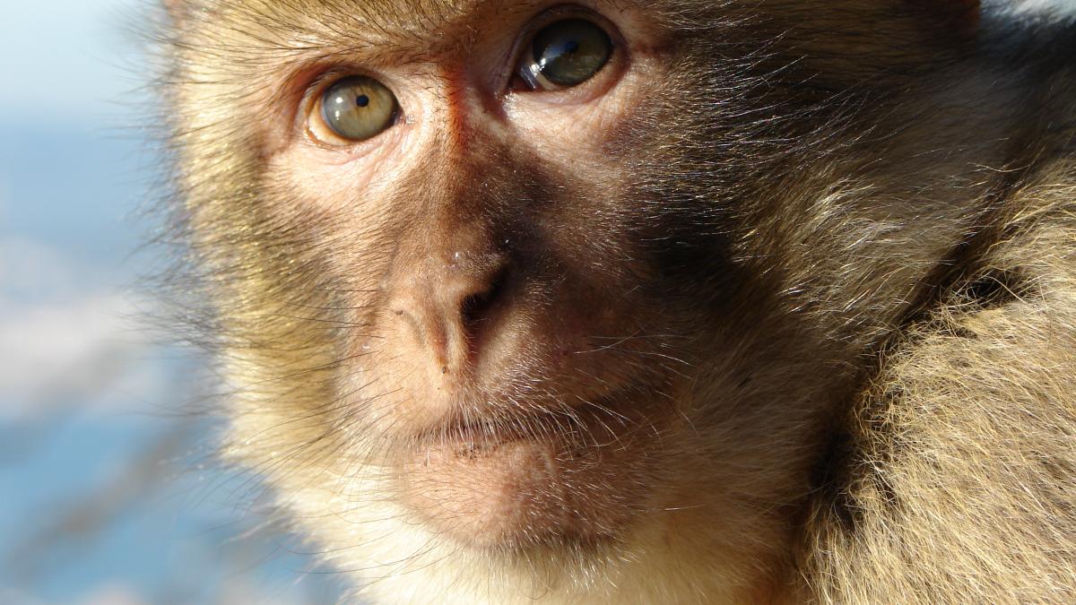 A fost prinsă maimuța care a evadat de la grădina zoologică din Piatra-Neamț