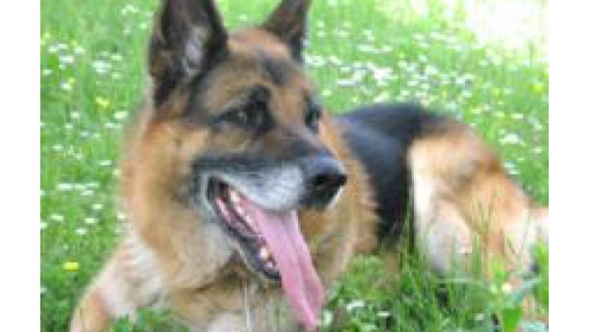 Un câine care a salvat viaţa unei fetiţe pierdute în savana australiană, făcut câine poliţist onorific 