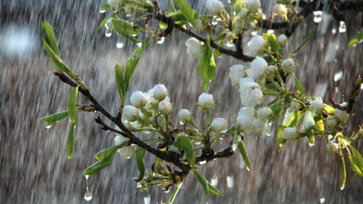 Prognoza METEO pentru 10, 11, 12 şi 13 mai : Precipitaţii