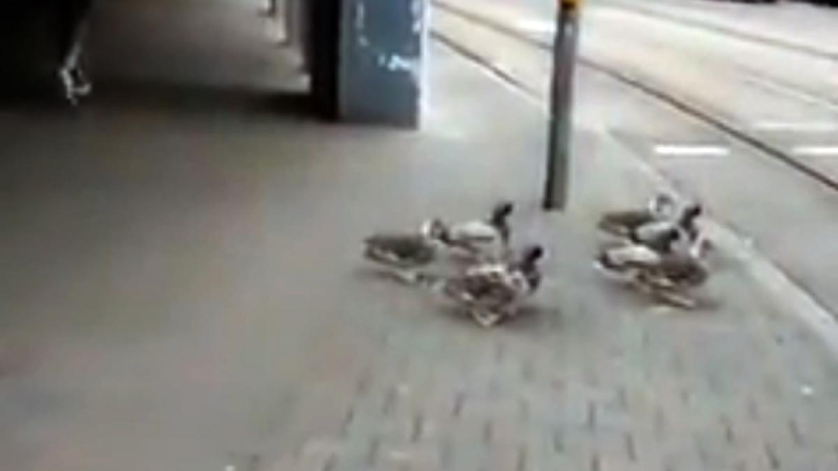 video incredibil de amuzant ratele din germania asteapta disciplinate la semafor