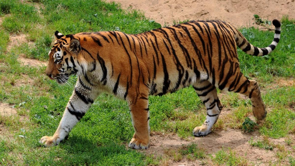 Mai multe feline mari au scăpat de la o grădină zoologică din vestul Germaniei