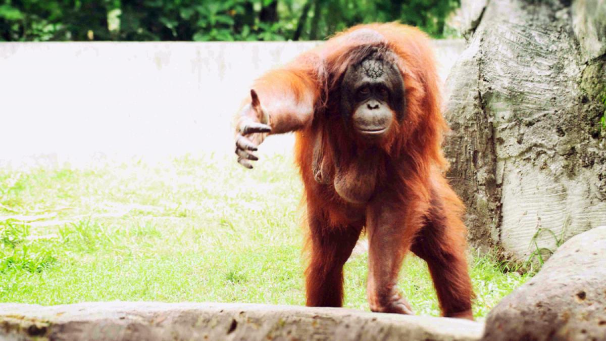 VIDEO - Imagini dramatice. Un orangutan încearcă să-și salveze pădurea din calea buldozerelor