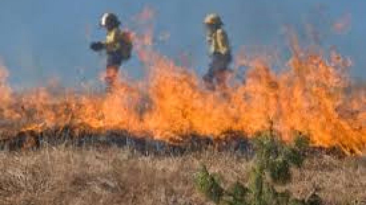 Sute de locuințe, sub amenințarea incendiilor de vegetație în apropiere de Los Angeles