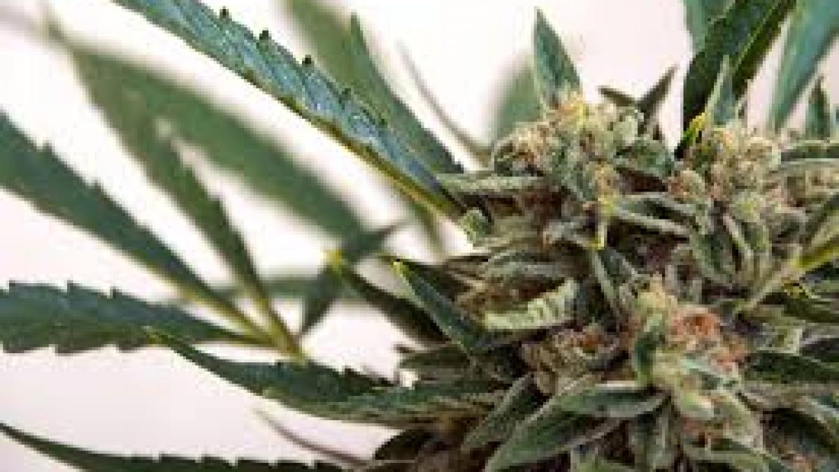 Deputaţii canadieni au votat în favoarea legalizării canabisului